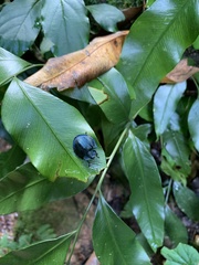 Cyrtonota