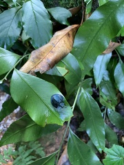Cyrtonota