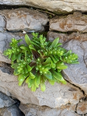 Sedum litoreum