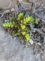Sedum litoreum