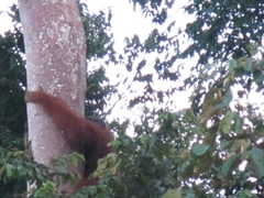 Pongo pygmaeus