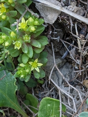 Sedum litoreum