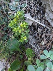 Sedum litoreum
