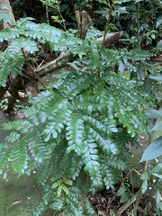 Paubrasilia echinata