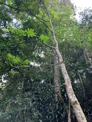 Paubrasilia echinata