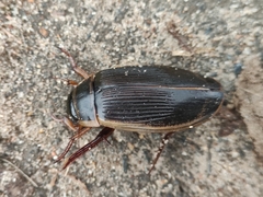 Dytiscus circumcinctus