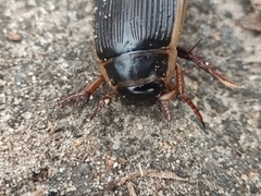 Dytiscus circumcinctus