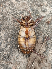 Dytiscus circumcinctus