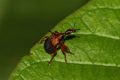 Parapoderus submarginatus