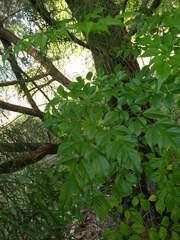 Radermachera sinica