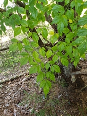 Radermachera sinica