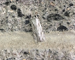 Egira crucialis
