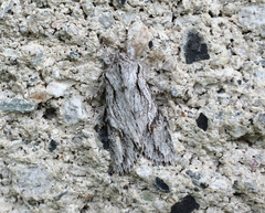 Egira crucialis