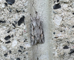 Egira crucialis