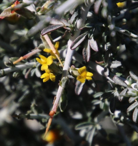 Image of Melolobium candicans by (c) Tony Rebelo, some rights reserved (CC BY-SA)
