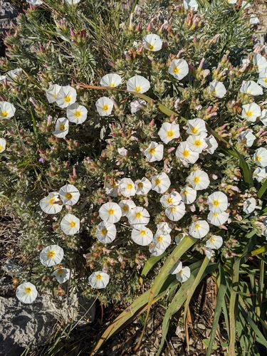 Convolvulus cneorum