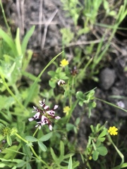 Trifolium variegatum