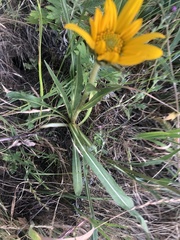 Trifolium variegatum