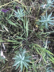 Trifolium variegatum