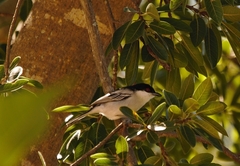 Dryoscopus cubla hamatus