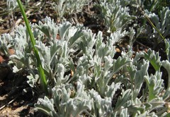 Centella capensis capensis