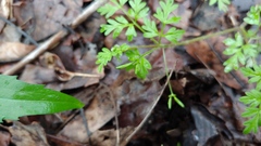 Chaerophyllum procumbens procumbens