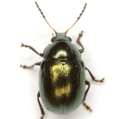 Brachypnoea lecontei