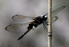 Pseudothemis zonata