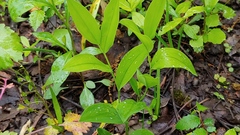 Uvularia floridana