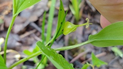 Uvularia floridana