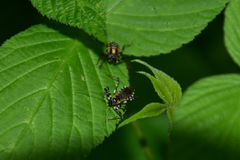 Sphedanolestes impressicollis