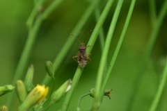Rhopalus sapporensis