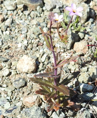 Streptanthus glandulosus pulchellus