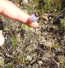 Gilia capitata capitata
