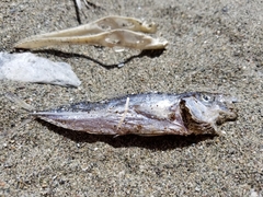 Trachurus symmetricus