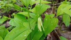 Uvularia floridana