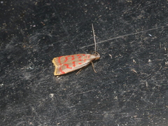 Dichomeris sandycitis