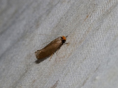 Edosa
