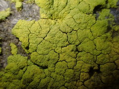 Chrysothrix chlorina