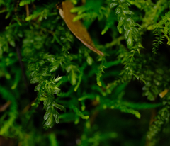 Thamnobryum neckeroides