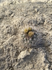 Pediocactus sileri