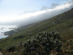 Leucospermum conocarpodendron conocarpodendron