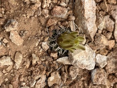 Pediocactus peeblesianus fickeiseniae