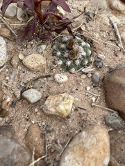 Pediocactus winkleri