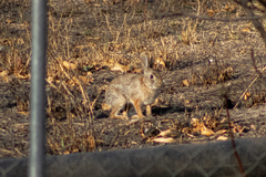 Sylvilagus floridanus