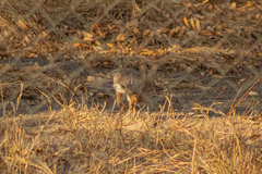 Sylvilagus floridanus