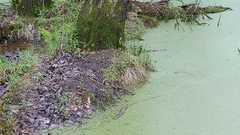 Carex decomposita