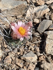 Pediocactus despainii