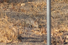 Sylvilagus floridanus