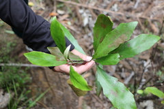 Alseuosmia macrophylla